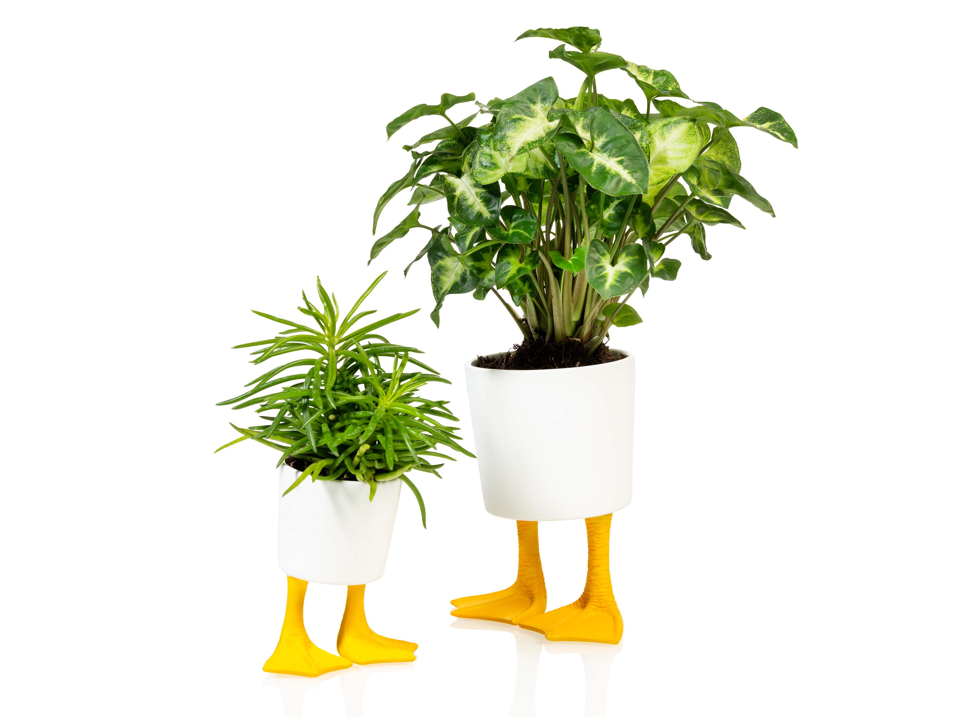 bitten-planters-duck-feet-planter-petit-pot-canard-10cm image 4