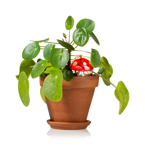 bitten-planters-watering-mushroom-arroseur-champignon image 1