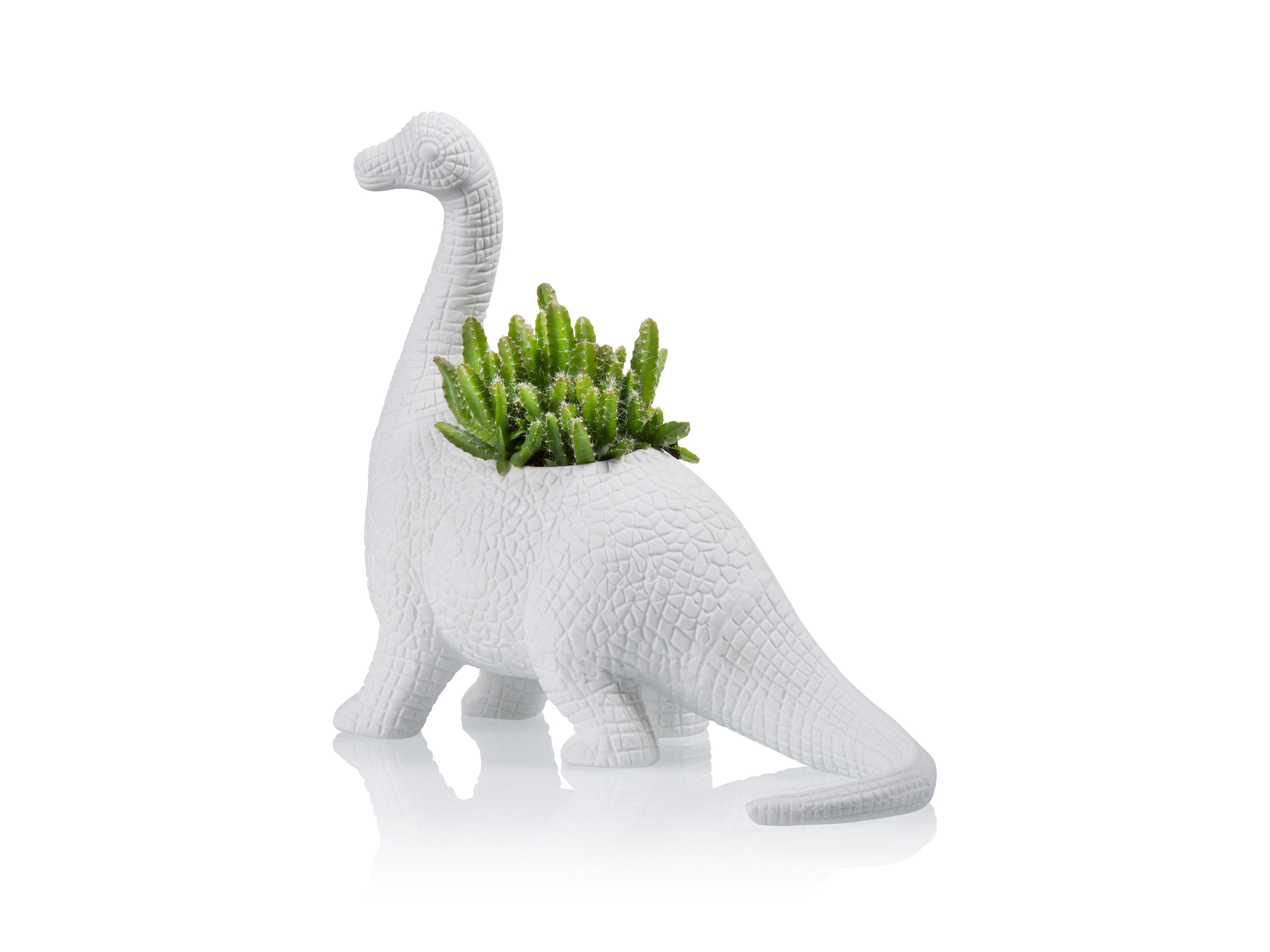 bitten-plantosaurus-jardini-re-dinosaure-blanche image 4