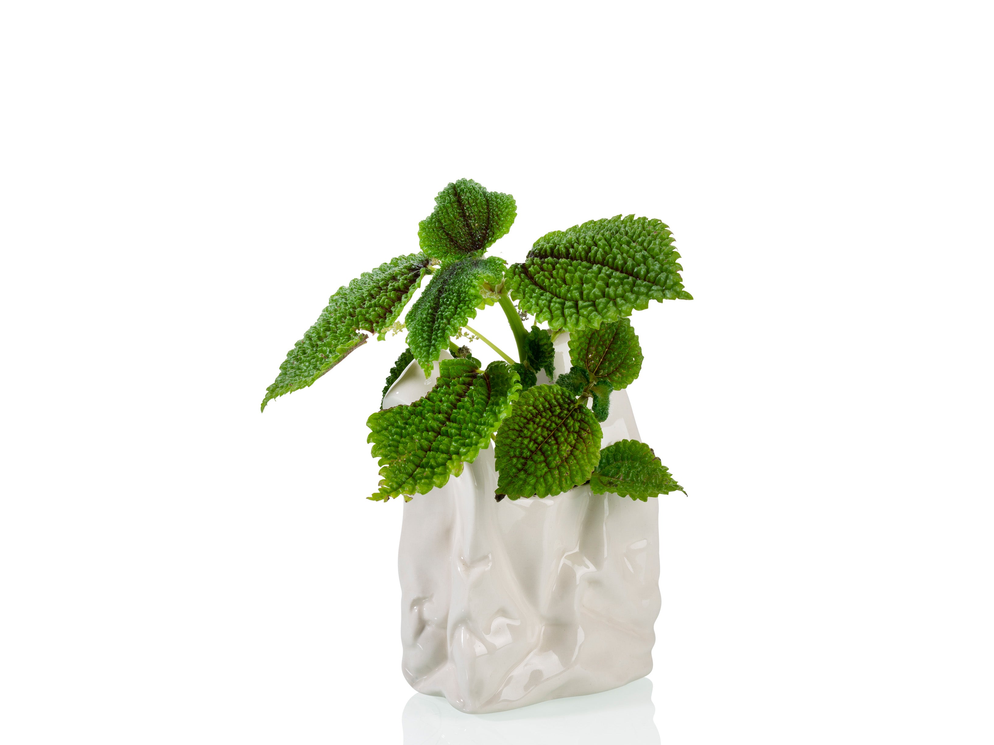 bitten-home-i-am-not-a-plastic-bag-petit-pot-c-ramique image 4