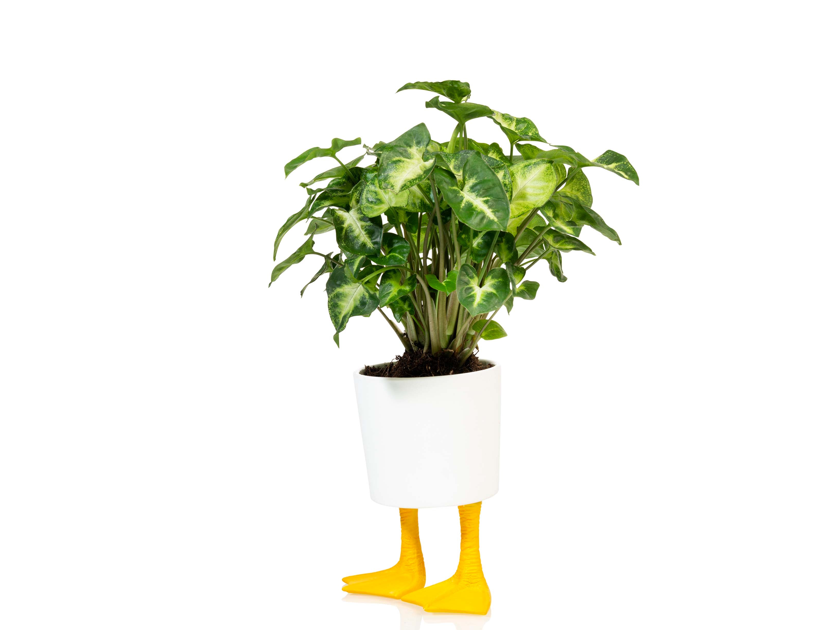 bitten-planters-duck-feet-planter-large-cache-pot-pattes-canard image 4