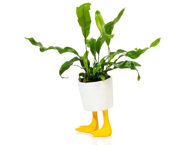 bitten-planters-duck-feet-planter-petit-pot-canard-10cm image 1