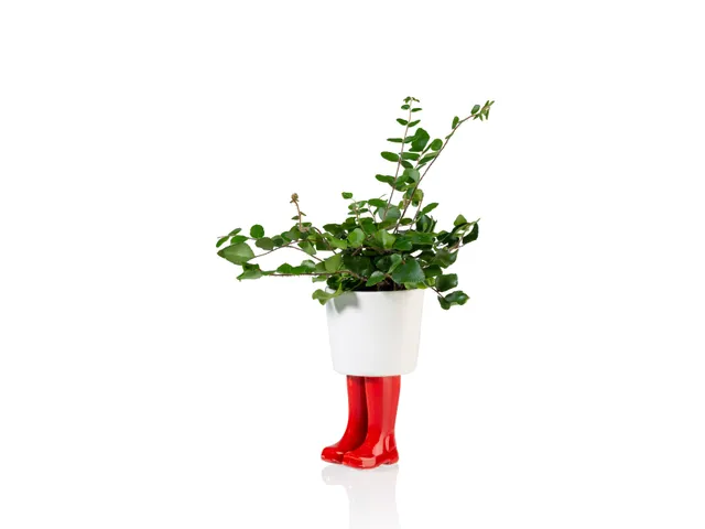bitten-wellington-planter-small-pot-botte-rouge image 1