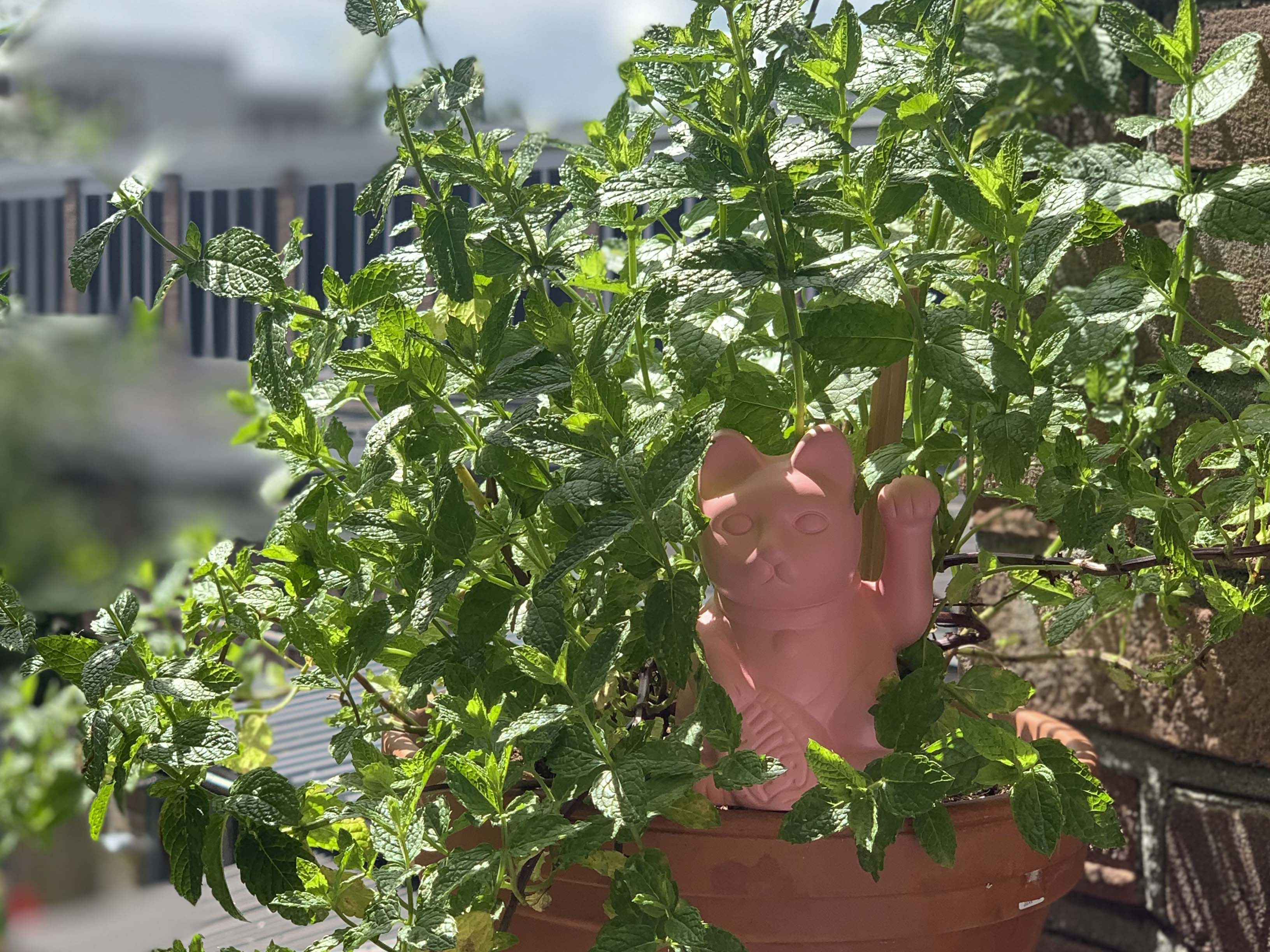 bitten-self-watering-lucky-cat-cache-pot-rose-21-cm image 3
