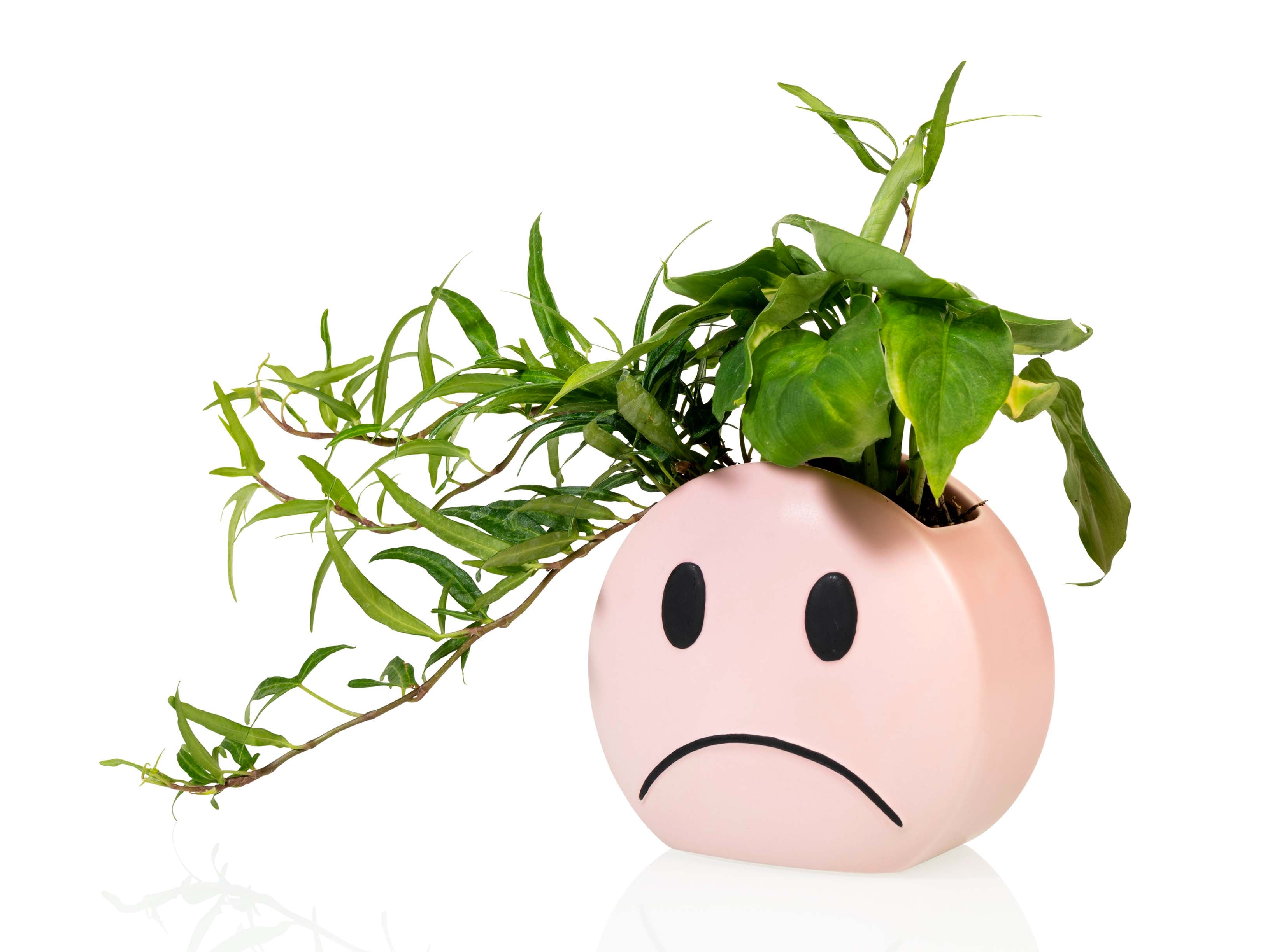 bitten-mood-pot-cache-pot-visage-r-versible image 3