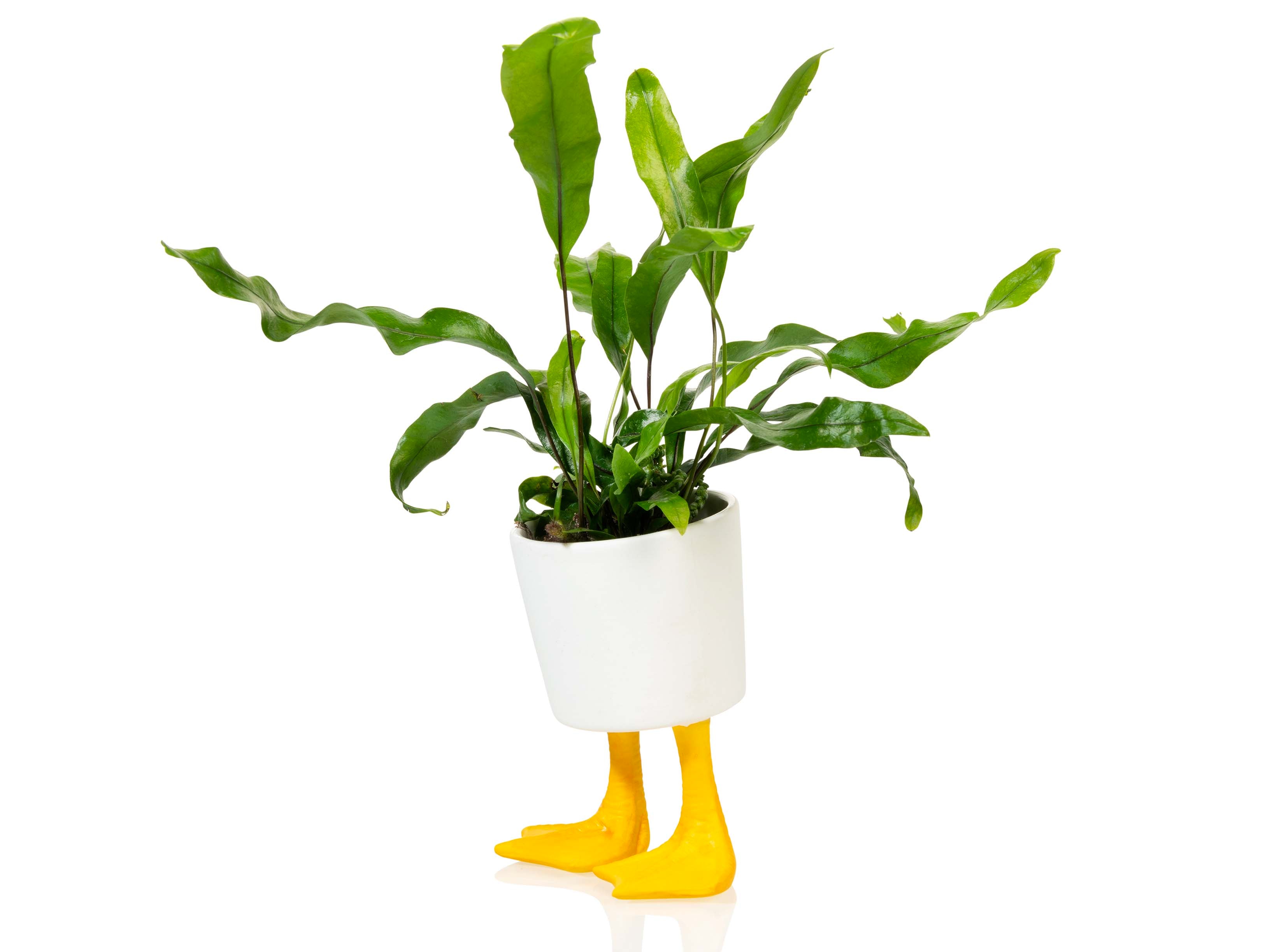 bitten-planters-duck-feet-planter-petit-pot-canard-10cm image 1