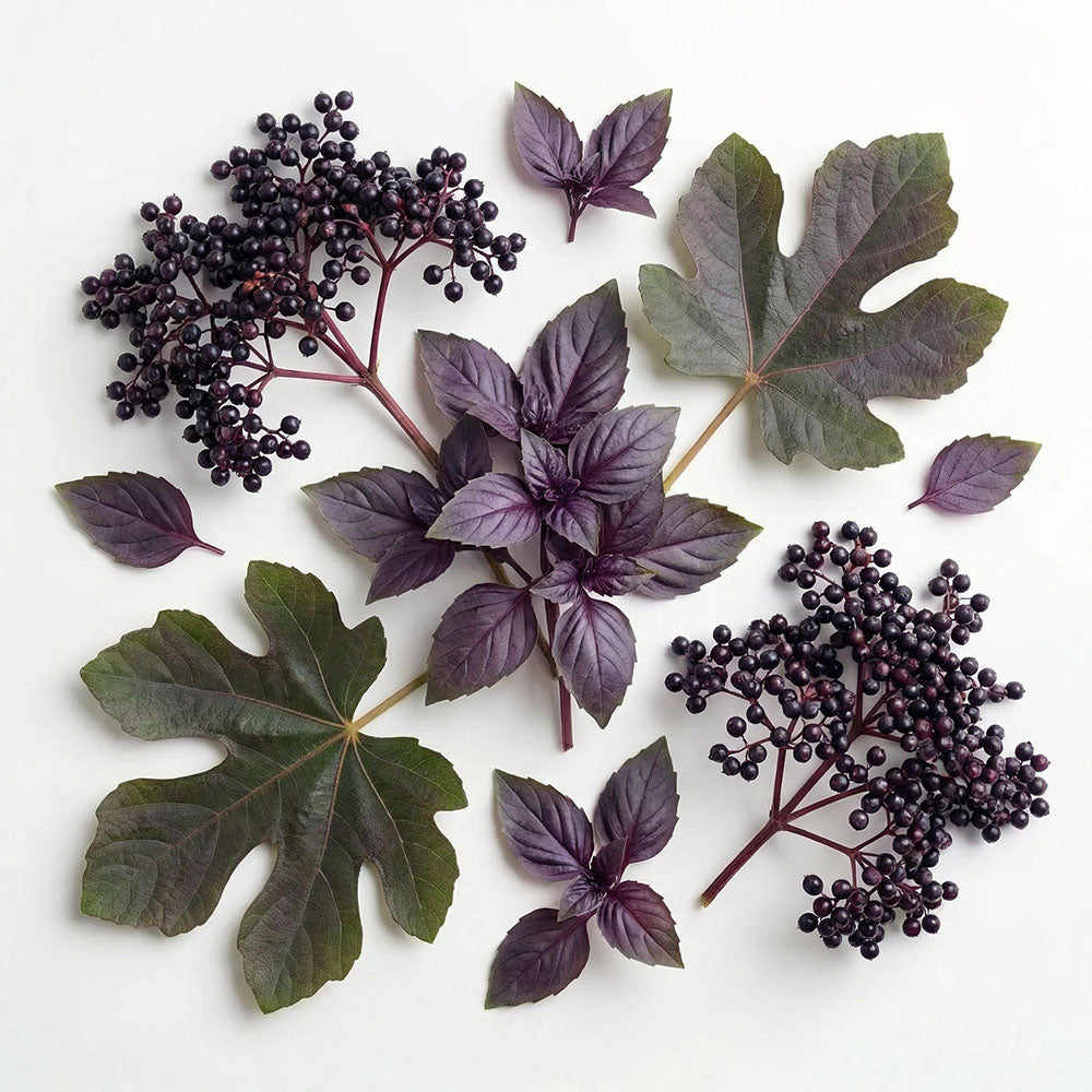 ashleigh-burwood-elderberry-purple-basil-huile-parfum-e-fruit-e image 2