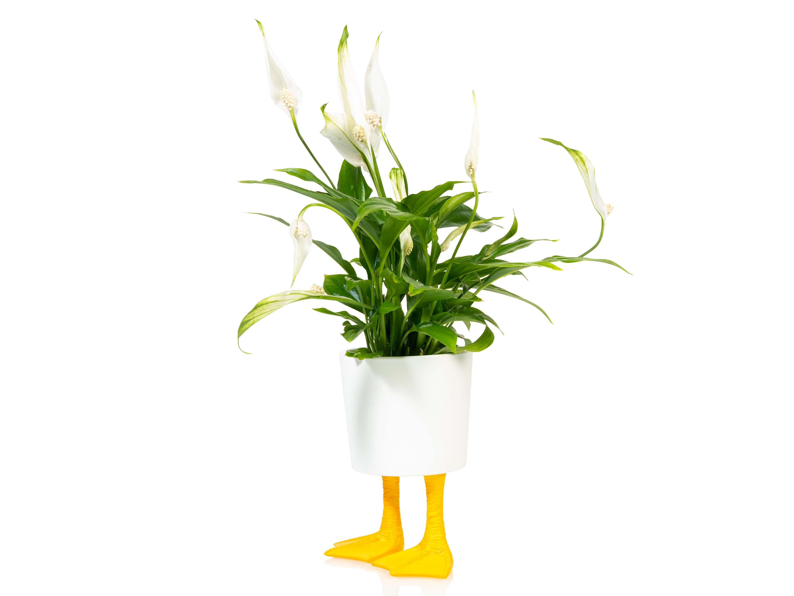 bitten-planters-duck-feet-planter-large-cache-pot-pattes-canard image 3