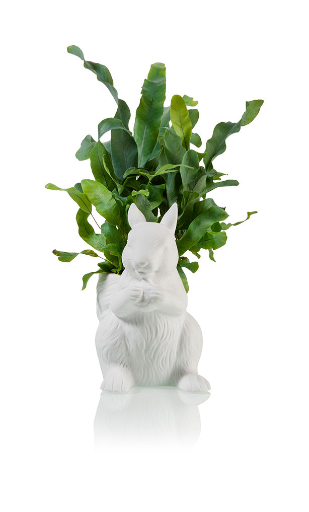 bitten-squirrel-cache-pot-cureuil-plante-int-rieur image 2