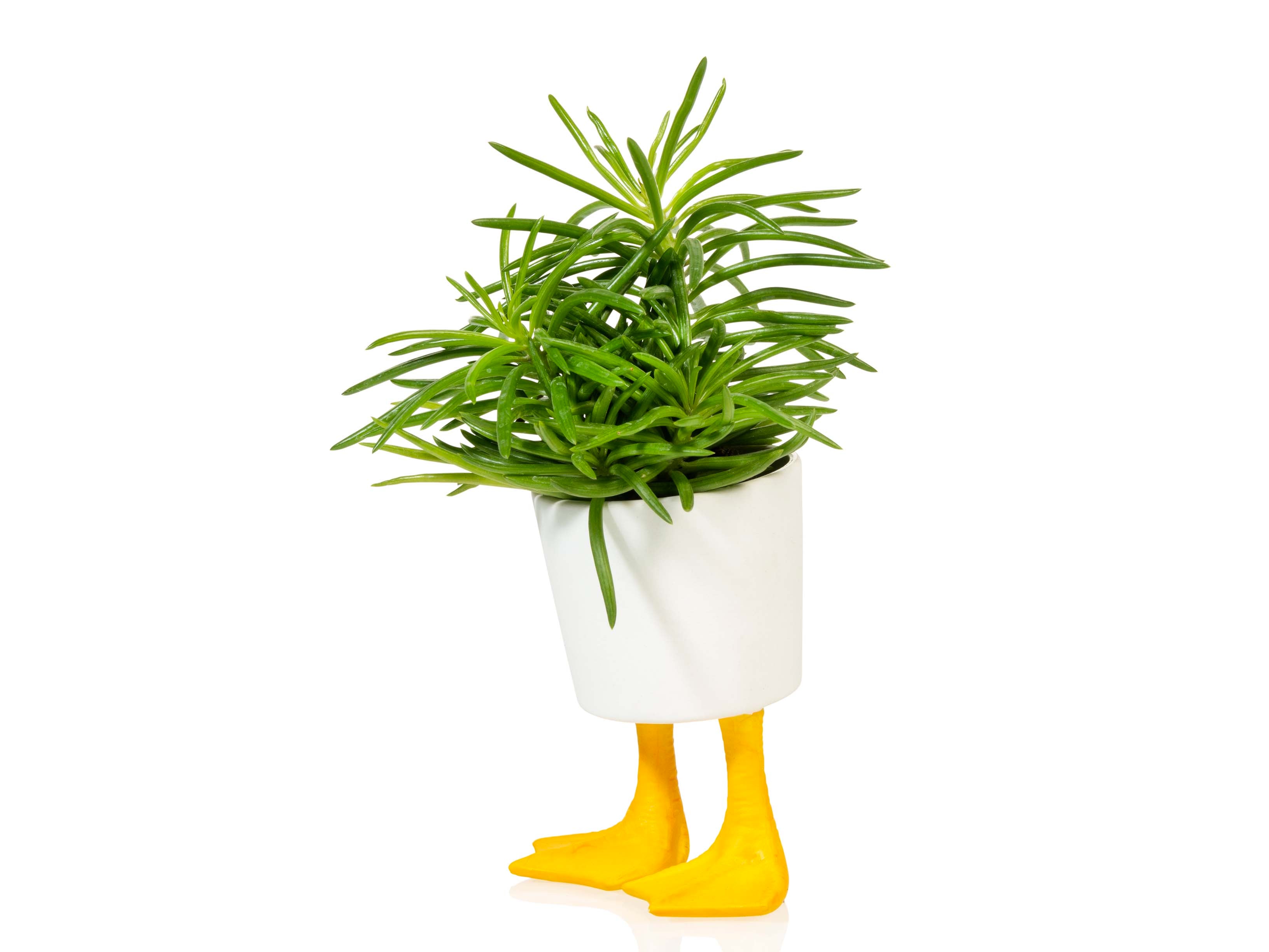 bitten-planters-duck-feet-planter-petit-pot-canard-10cm image 5