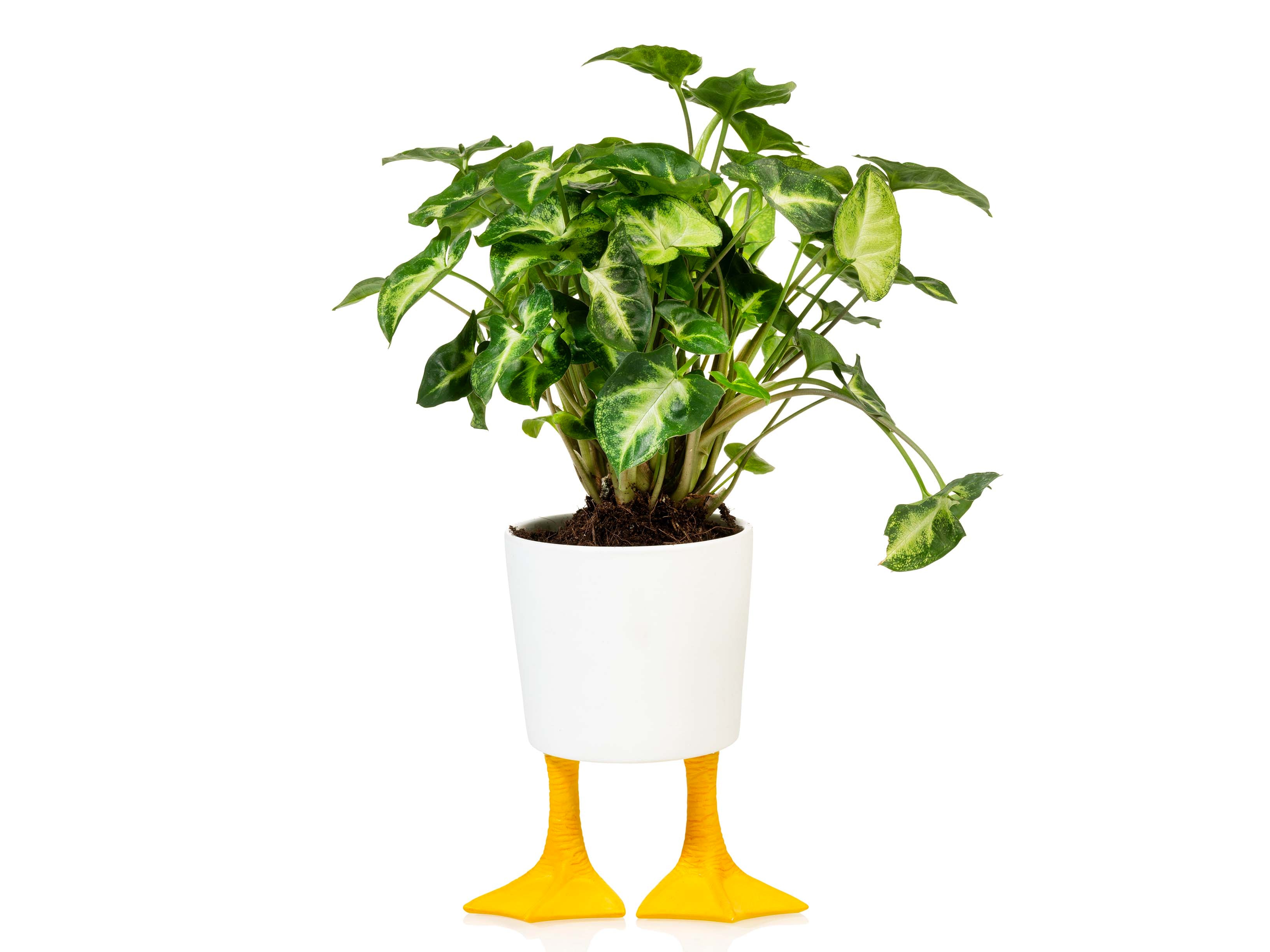 bitten-planters-duck-feet-planter-large-cache-pot-pattes-canard image 1