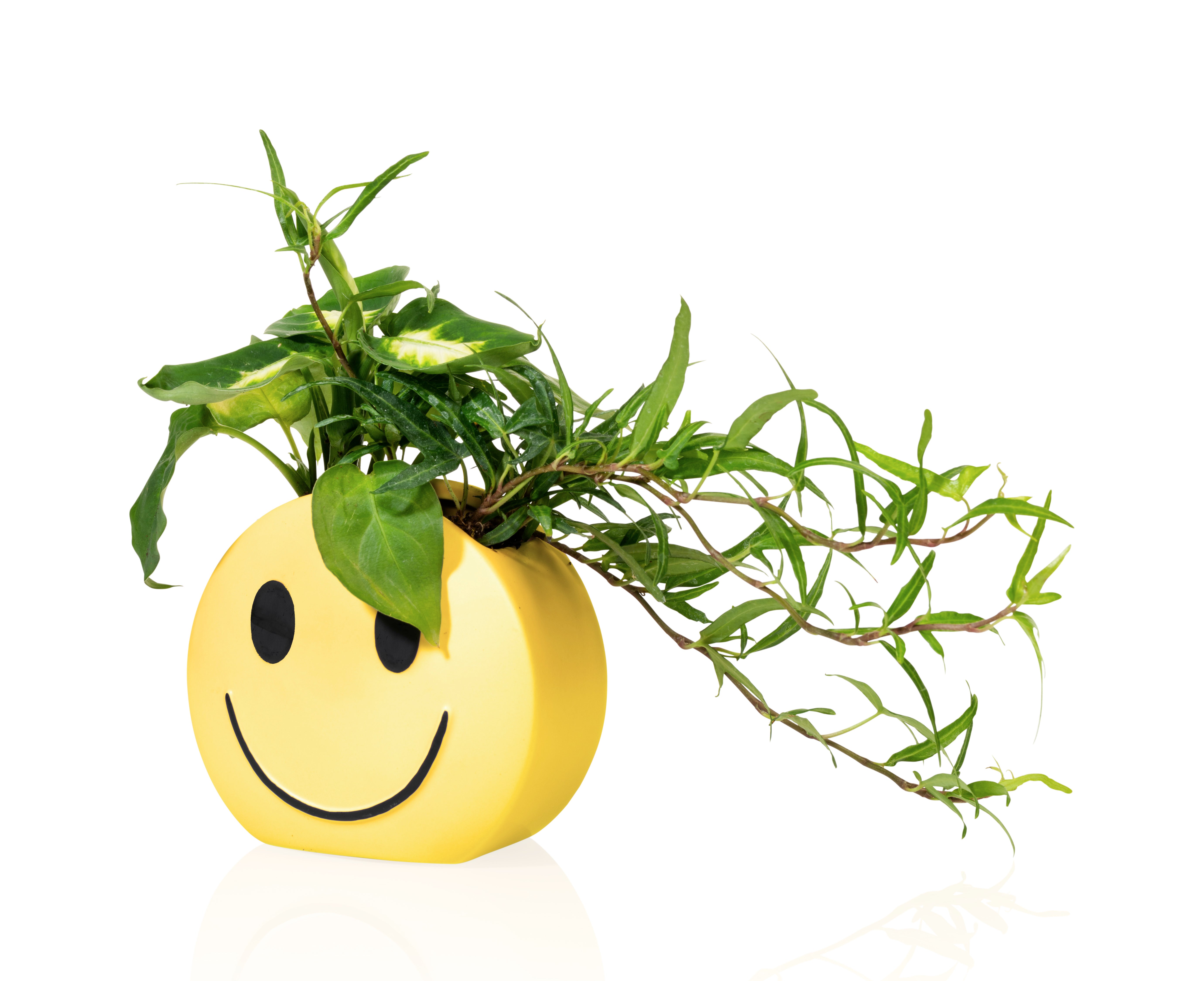 bitten-tableware-mood-pot-sunshine-cache-pot-jaune image 3