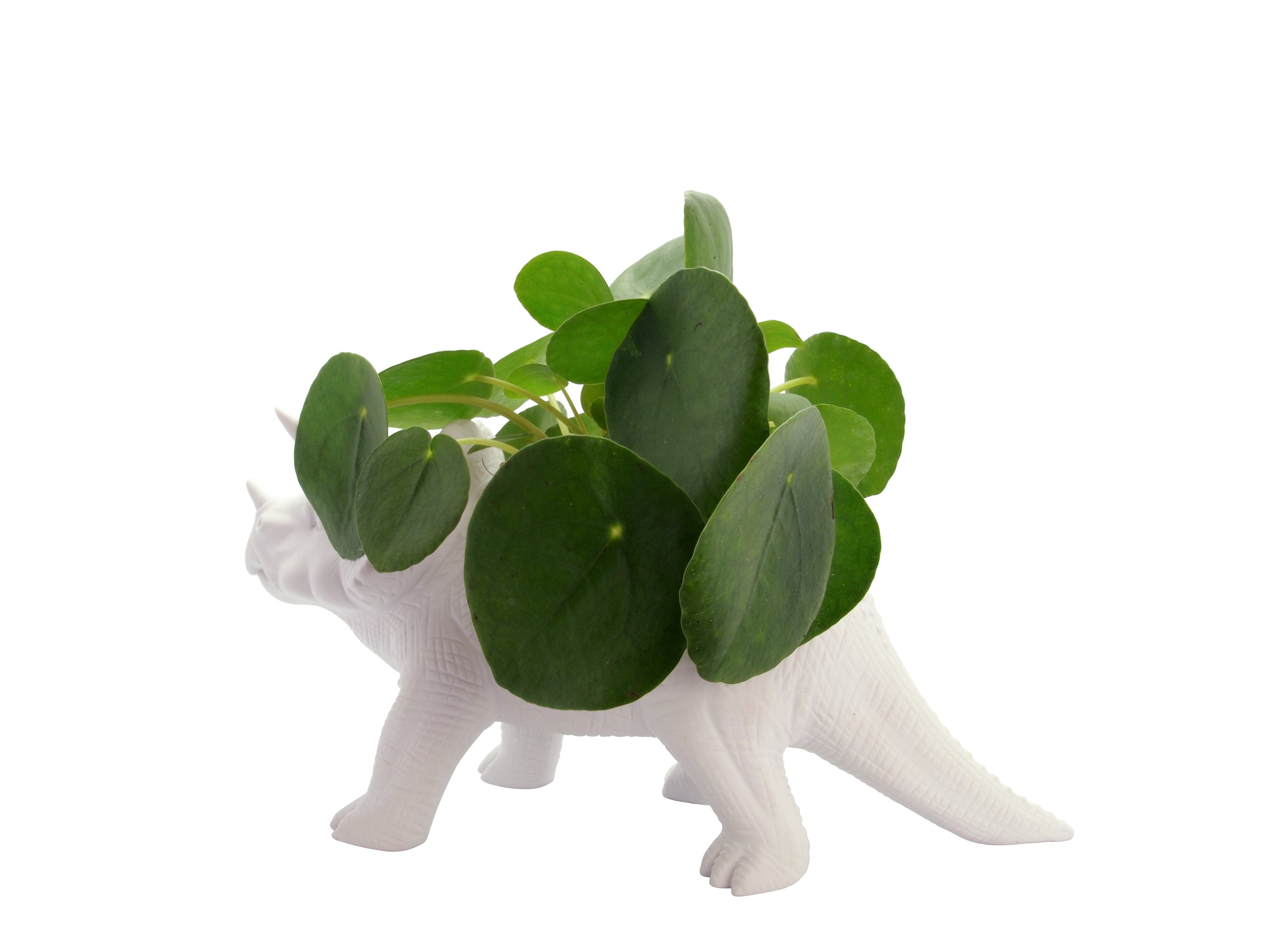 bitten-tricerapot-cache-pot-dinosaure-blanc-31-cm image 3