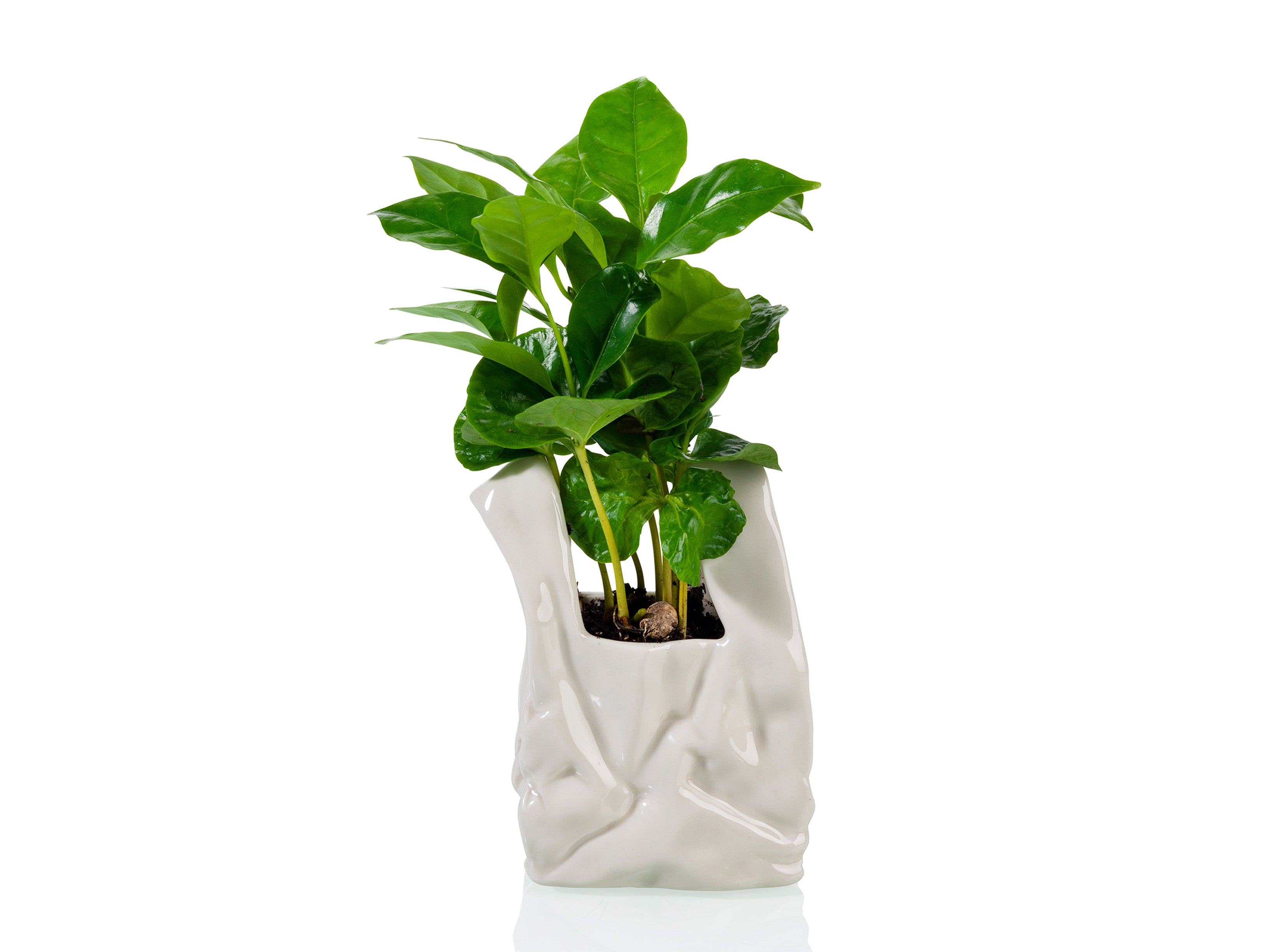 bitten-home-i-am-not-a-plastic-bag-petit-pot-c-ramique image 6
