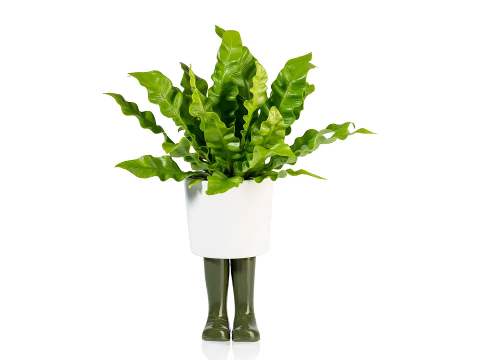 bitten-wellington-cache-pot-botte-porcelaine-vert-grand image 1