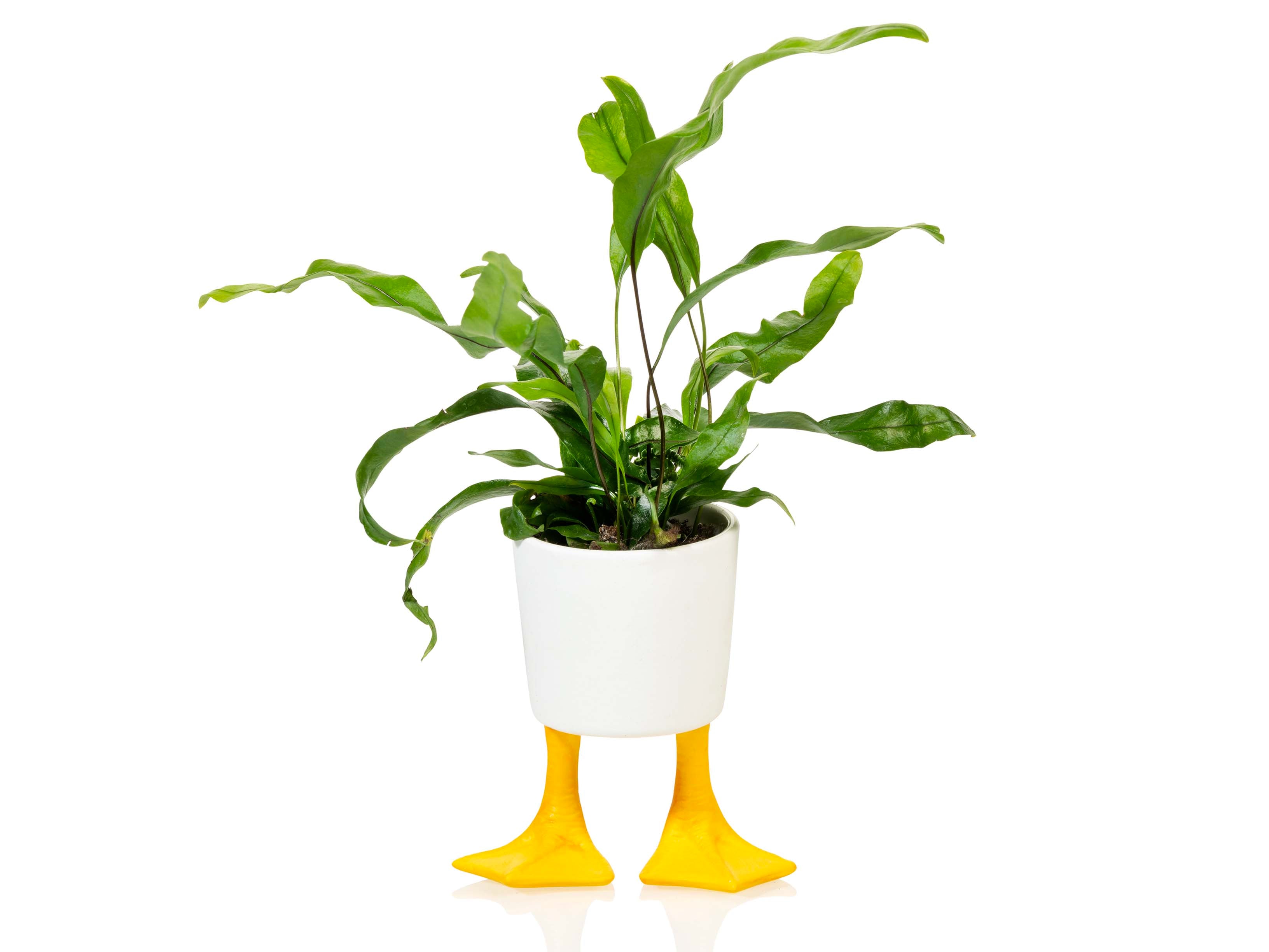 bitten-planters-duck-feet-planter-petit-pot-canard-10cm image 2