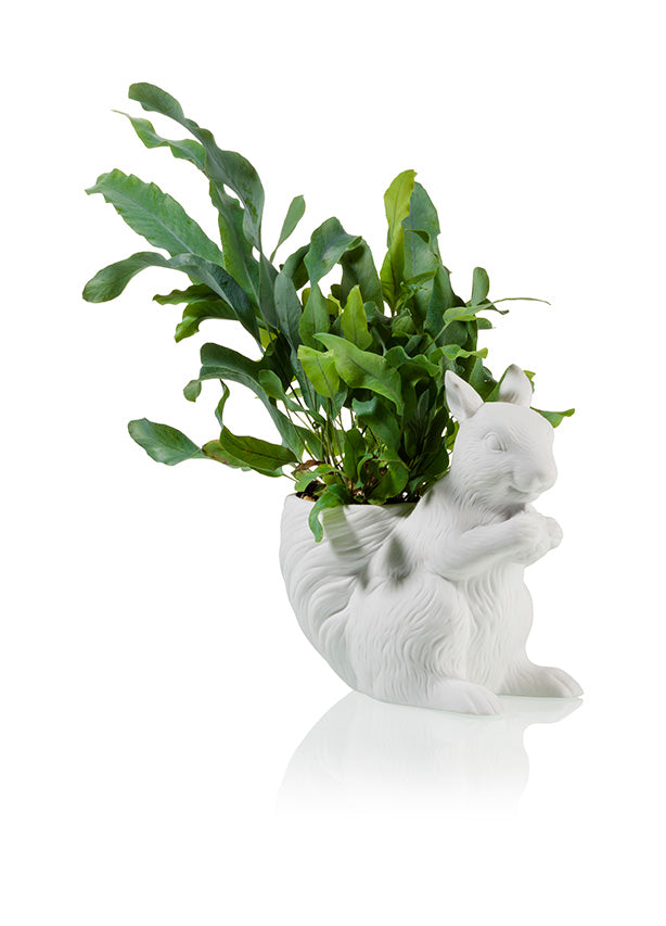 bitten-squirrel-cache-pot-cureuil-plante-int-rieur image 1