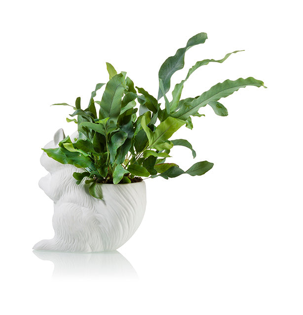 bitten-squirrel-cache-pot-cureuil-plante-int-rieur image 3